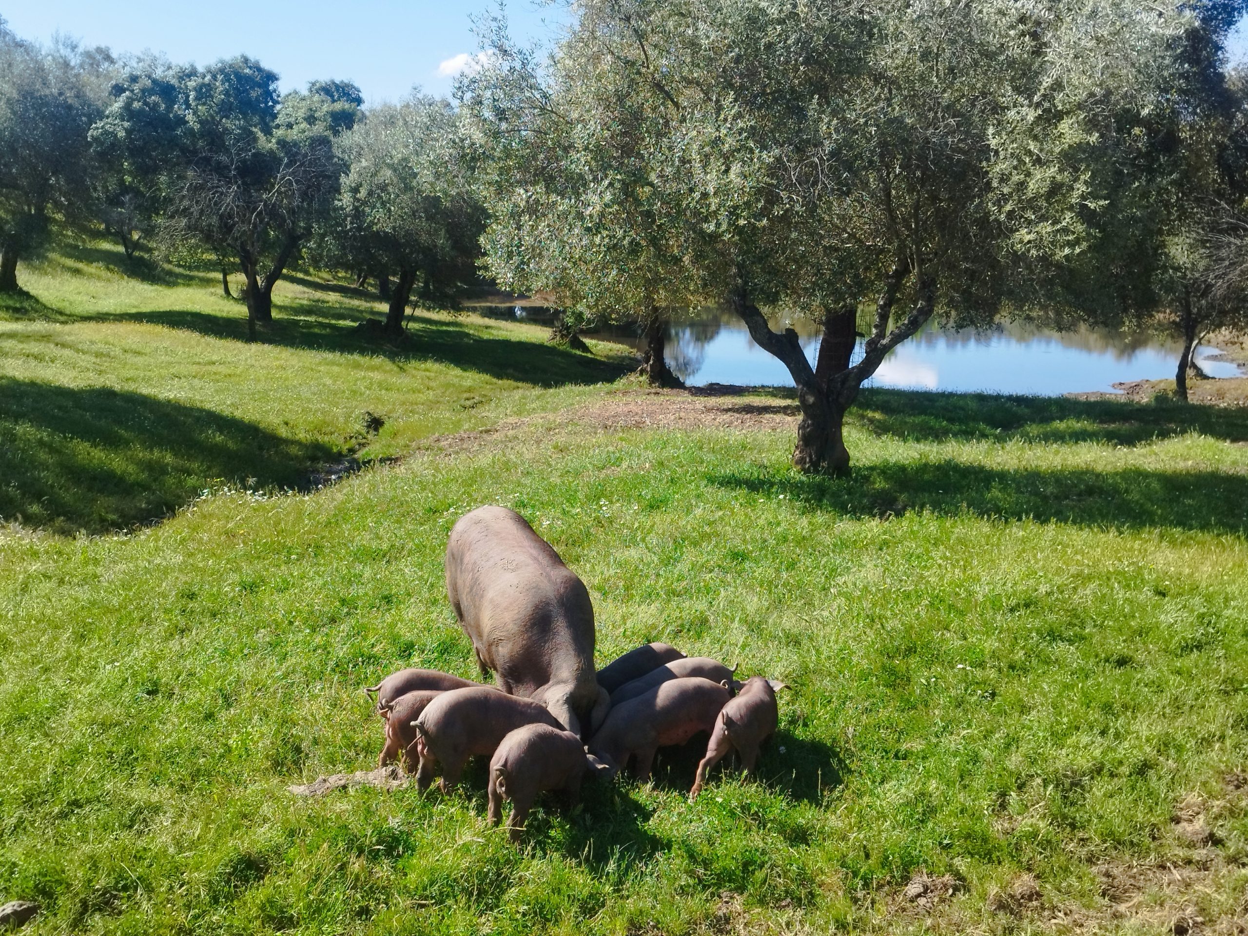 Ruta del Jamón Ibérico en Aracena - foto 1